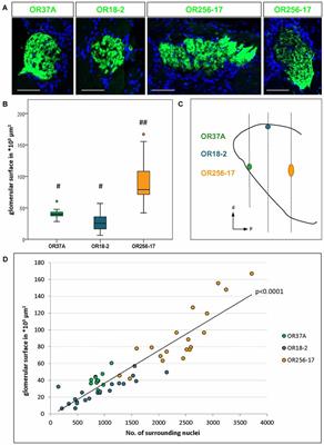 Structural Features of an OR37 Glomerulus: A Comparative Study